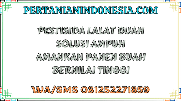 Pestisida Lalat Buah Solusi Ampuh Amankan Panen Buah Bernilai Tinggi